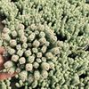 Small Potted Succulent for Desk, Office, or Balcony – Easy-Care Green Plant