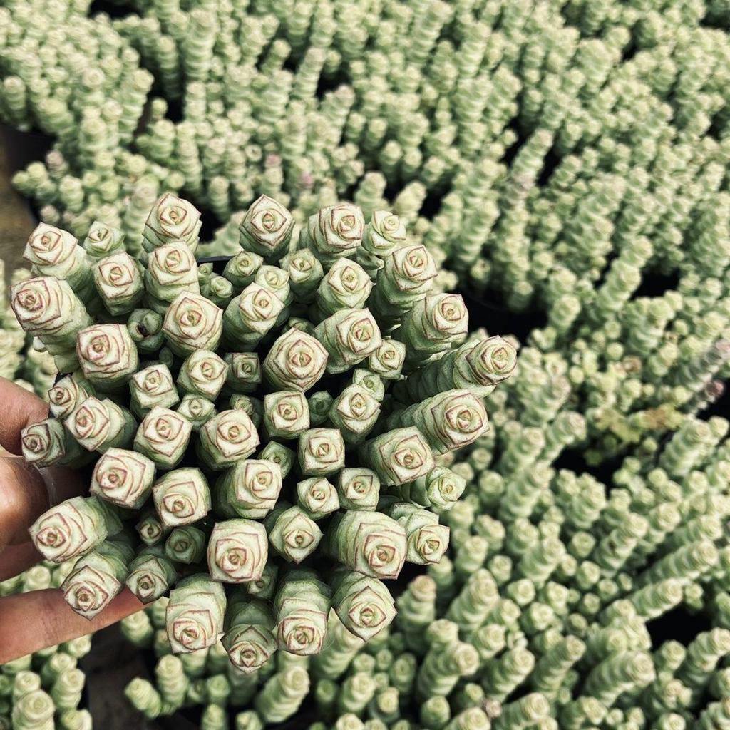 Small Potted Succulent for Desk, Office, or Balcony – Easy-Care Green Plant