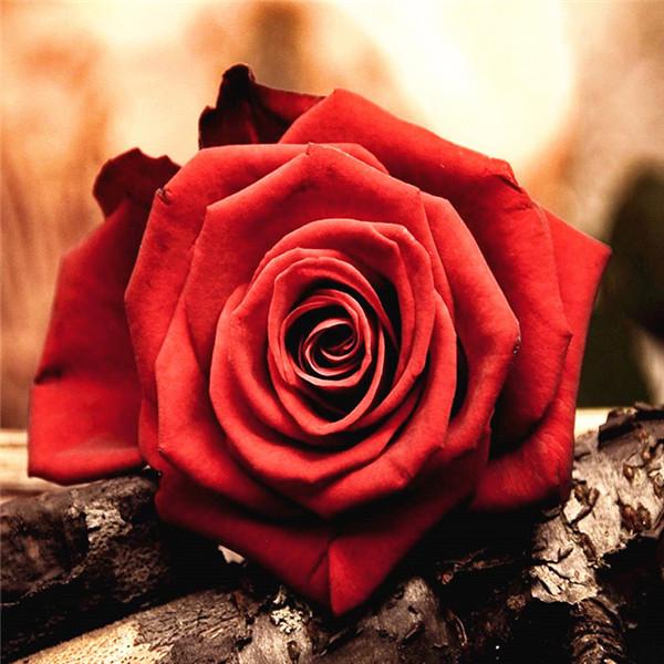 Алмазная вышивка Цветы Алмазная картина ручной работы Роза Изображение Стразы