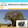 Подарочный набор - Хлебное дерево африканской обезьяны - 6 семян - С подарочной коробкой, карточкой, этикеткой и субстратом для горшков - Adansonia digitata
