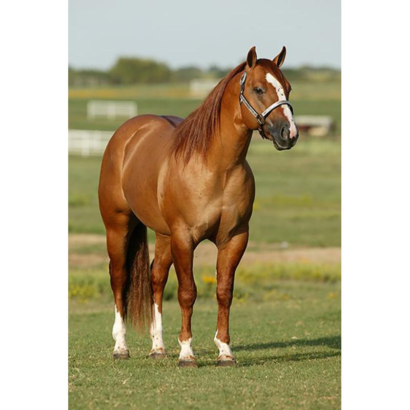 Лошадь DIY 5D алмазная живопись полная круглая дрель животное Алмазная вышивка крестиком мозаичные наборы Смола стены книги по искусству домашний декор