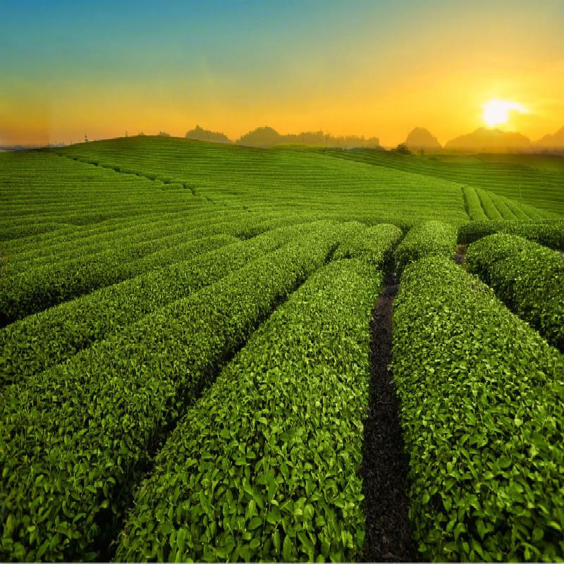 Mengku Rongshi 2013 Шэн Пуэр Чайный дух, 357 г, сырой чайный пирог