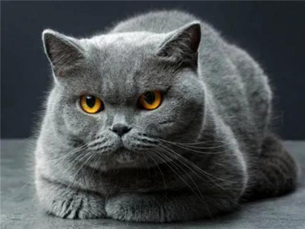 5d Diy Алмазная картина Новая коллекция Кошка Вышивка Мозаика Русская Голубая Животное Квадрат/круглый Домашний Декор