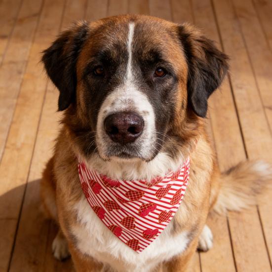 Valentine's Day Dog Bandana Dog Heart Prints Cute Triangular Bib with Love Pet Scarf for Small