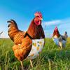 New Adjustable Poultry Diaper Reusable Bow Tie Duck Supplies Breathable Comfortable Duck Accessories Poultry Care