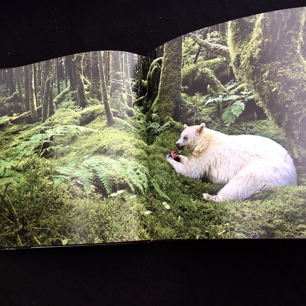 [Б/У] Коллекция фотографий Пола Никлена «Медведь»: Дух дикой природы