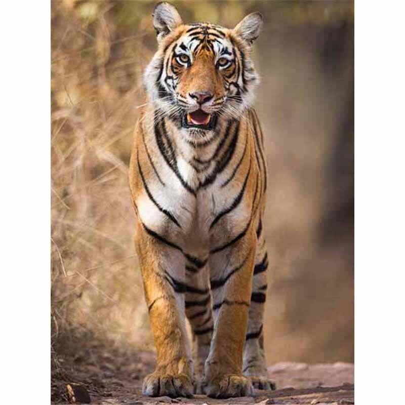 Новый 5D DIY алмазная живопись Тигр Алмазная вышивка животные вышивка крестиком полная квадратная круглая дрель ремесла домашний декор ручной подарок