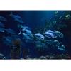 Подводный мир DIY 5D Украшение Картина Алмазная вышивка Картина Вышивка крестом
