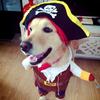 Pet Pirate Costume Set: Transform Your Dog Into a Pirate for Halloween or Christmas