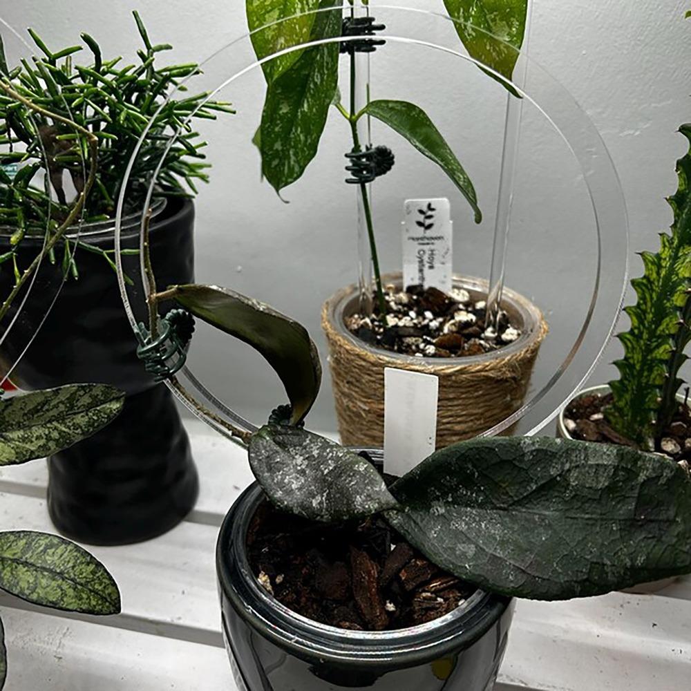 1pcs New Transparent Plant Trellis Plastic Round Plant Support Frame Plant Accessoriess Decoration