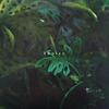 LP Запись TUNICO - Tunico FARO236LP Far Out Recordi 2023 UK Jazz