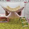 Гамак Птицы Плюшевый Подвесной Домик Мелкие Животные Белка Двухъярусные Гамаки Попугай Гнездо Белка Теплый Домик