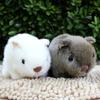 18cm Simulation Plush Hamster Animal Plush Stuffed Doll Toy Home Sofa Decor