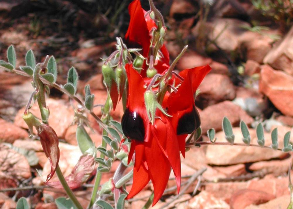SAFLAX Горох пустынный Sturt's - 20 семян - Clianthus formosus
