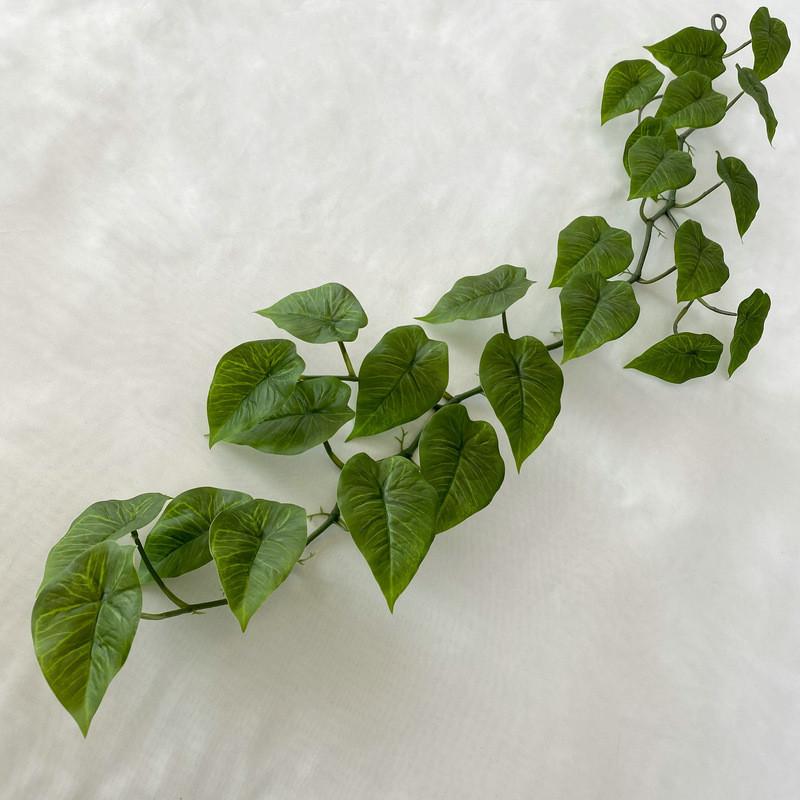 Aureum Cane Epipremnum For Kindergarten Wedding And Photography Settings