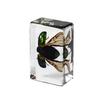 Insect In Resin Collection for Preschool, Classroom Science, and Home Displays