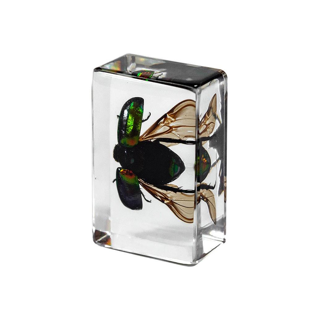 Insect In Resin Collection for Preschool, Classroom Science, and Home Displays