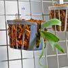2шт настенная рама для домашнего декора, подвесная рама для растений, компактная вертикальная садовая корзина, дышащая корзина для орхидей 13,5x11,5