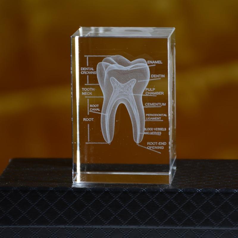 3D научная и образовательная твердокристаллическая лазерная гравировка модели зуба, украшение