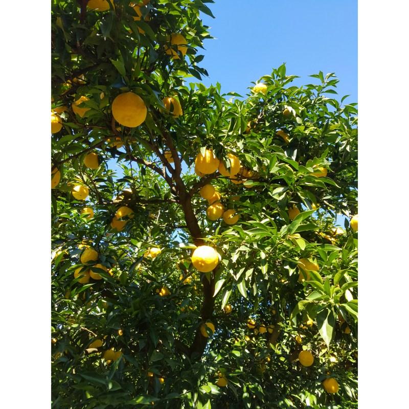 Сок юдзу из Кохын, полезный для бронхов, мамин сок юдзу, 120 мл, 30 штук