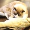Новые плюшевые игрушки в форме рыбы для домашних животных, котят, кошек, покрытые травой из кошачьей мяты