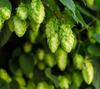 100 семян хмеля вьющегося - Humulus lupulus - пиво - крестьянские семена