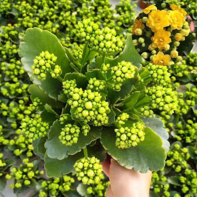 [Kalanchoe Double Petal] Four-Season Blooms Potted Plant for Indoor Balcony with Buds