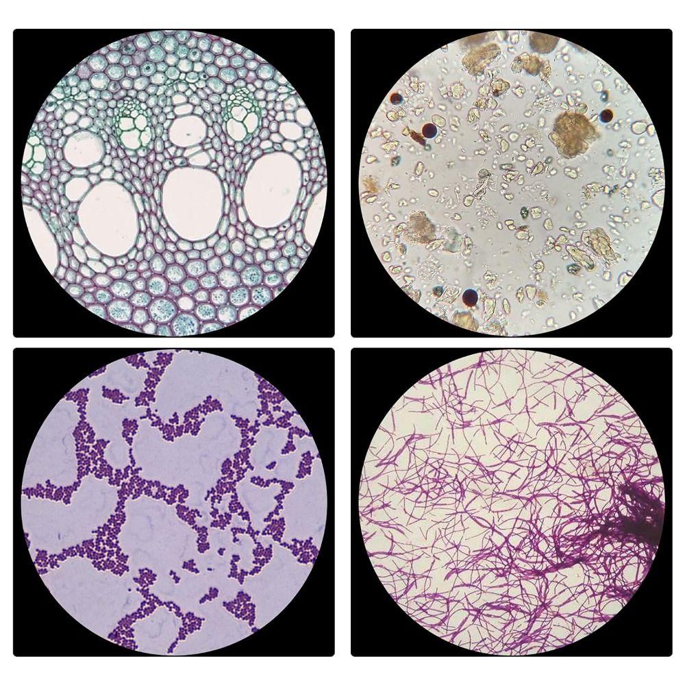 Животные Насекомые Растения Цветы Микроскоп Слайды Студенты Дети