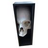 Halloween Skull Bookend Bookshelves Decoration Spooky Gothic Skull Figurine Home Office Desktop
