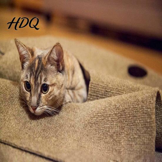Войлочный туннель для питомцев, кошачий, с игровым ковриком, множеством смотровых отверстий, укрытием, большим интерактивным туннелем с отверстиями для игры в прятки, пещерой, для обогащения досуга домашних кошек