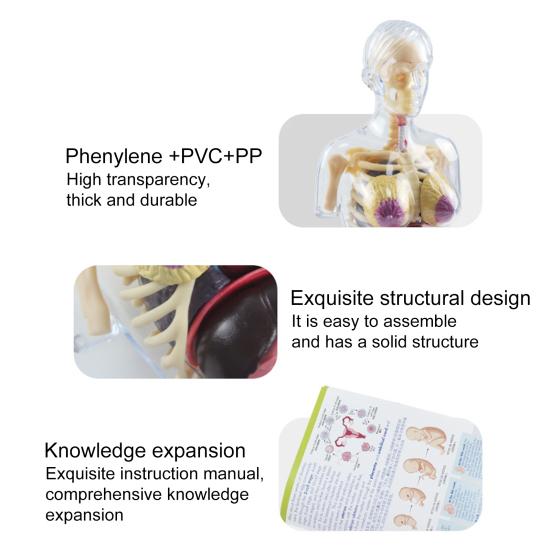 Прозрачная модель беременности 4D Vision Модель анатомии человека Модель торса Медицинская коллекционная фигурка с полностью съемными органами для студентов и профессионалов