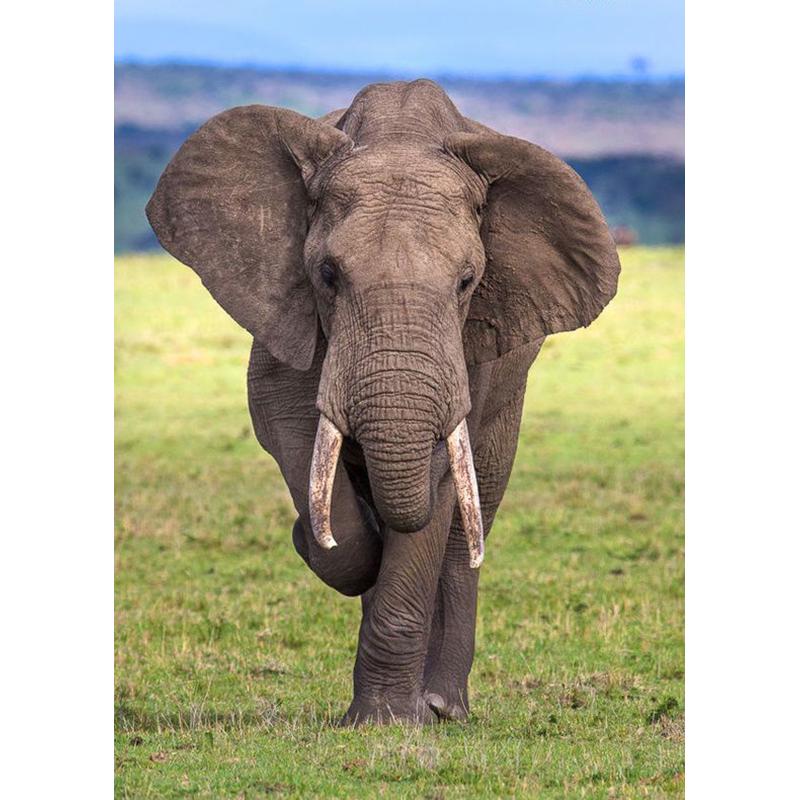 Слон DIY 5D алмазная живопись полная круглая дрель животное Алмазная вышивка крестиком мозаика наборы настенное искусство домашний декор