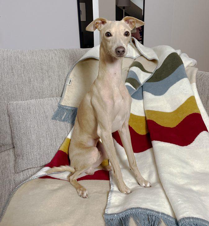 Yellow Dot Cotton Caregiver Blanket