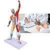 50cm MultiColor Muscular System Model Human Muscles Model Body Muscle Structure Model