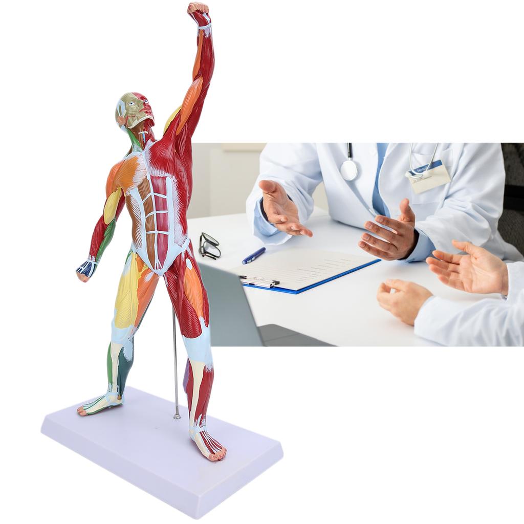 50cm MultiColor Muscular System Model Human Muscles Model Body Muscle Structure Model
