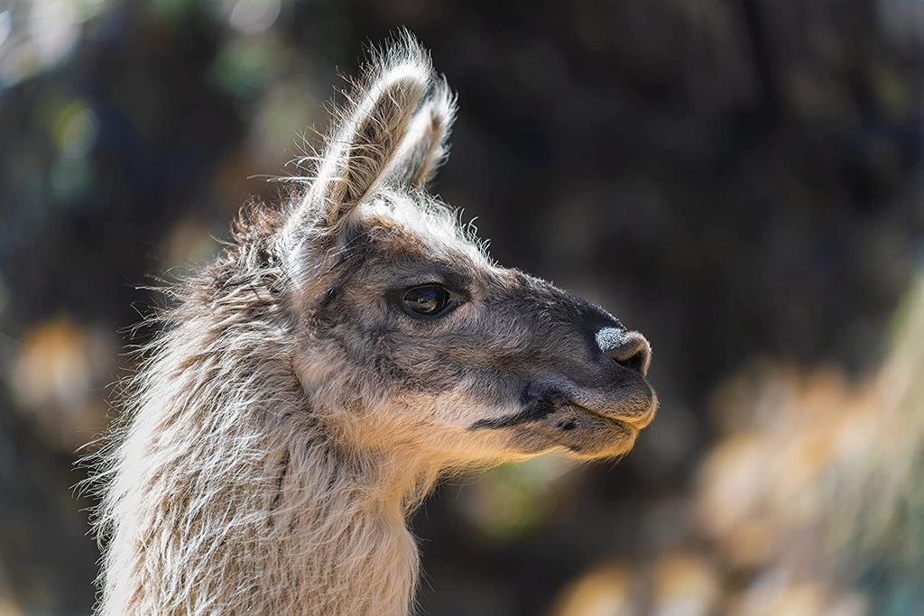 Tamron Di III VXD для Sony E mount 35-150 мм F/2-2.8 (Модель А058)