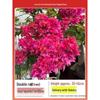 Blooming Tower Kaja Bougainvillea: Potted Indoor Flower Seedlings for Balconies
