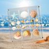 Plastic Magnetic Seashell Display Box Mini Seashell Collection Case Seashell Storage Box