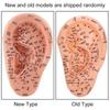 Модель акупунктуры человеческого уха с акупунктурными точками Модель массажа ушей для домашнего использования