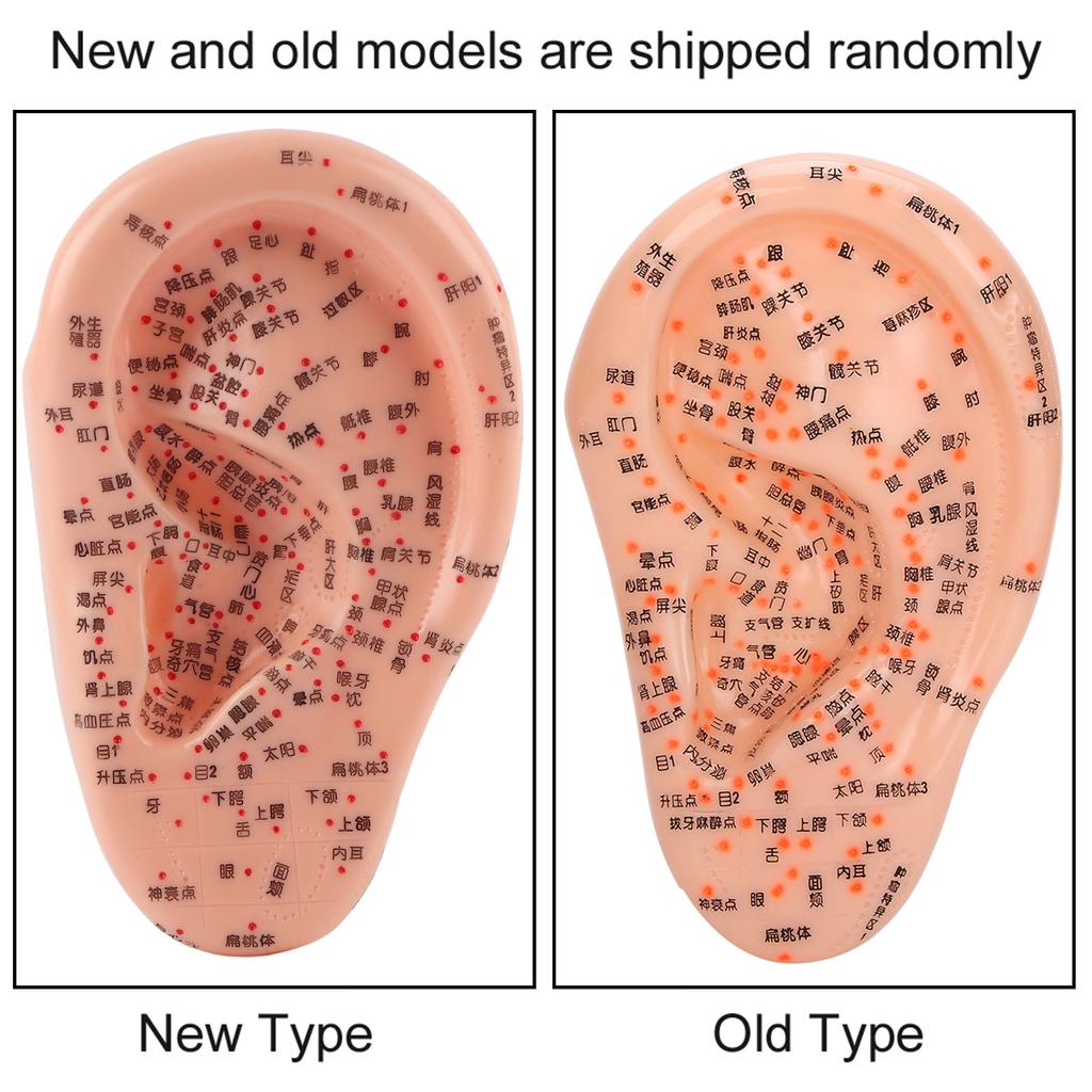 Модель акупунктуры человеческого уха с акупунктурными точками Модель массажа ушей для домашнего использования