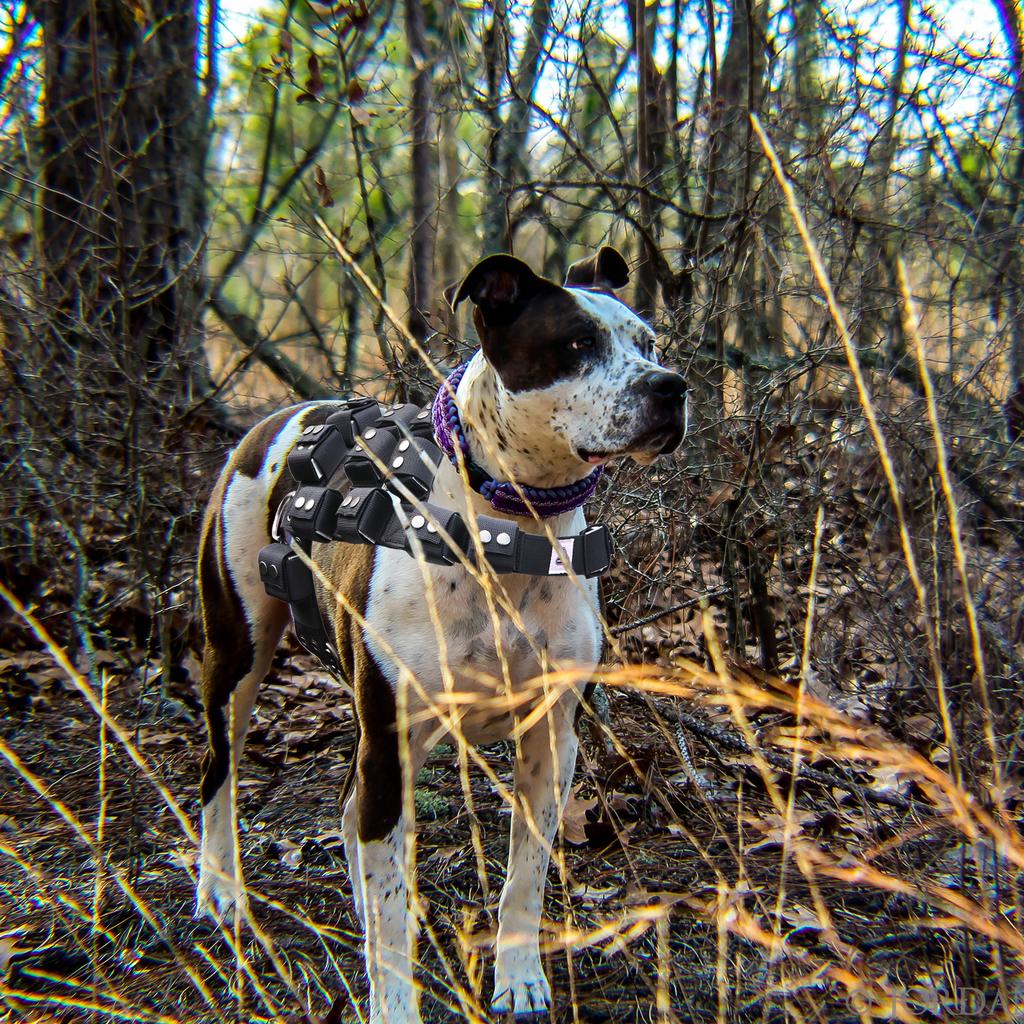 Шлейка для собак с сумками, утяжеленный жилет для служебных собак, оборудование для больших, средних и маленьких собак/перетягивание каната/ходьба/тренировка/свободный вес
