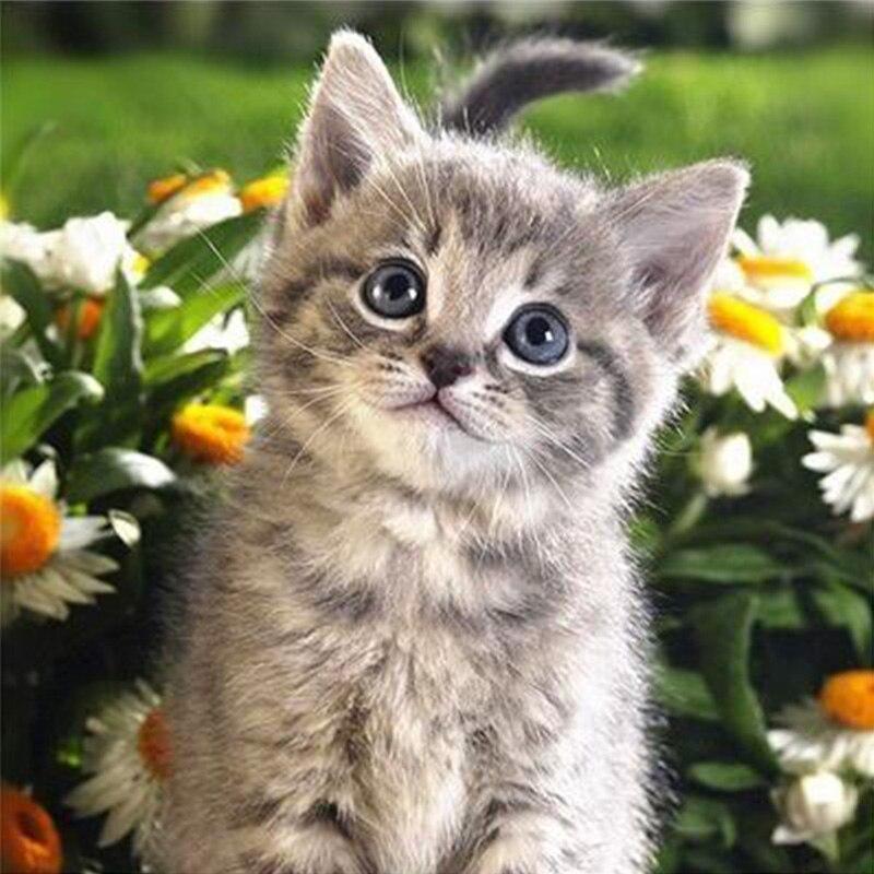 DIY 5D алмазная живопись кошка мозаика полная круглая дрель Алмазная вышивка цветок вышивка крестиком горный хрусталь животное настенное искусство домашний декор