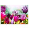 Canvas print, Coloured tulips on a meadow