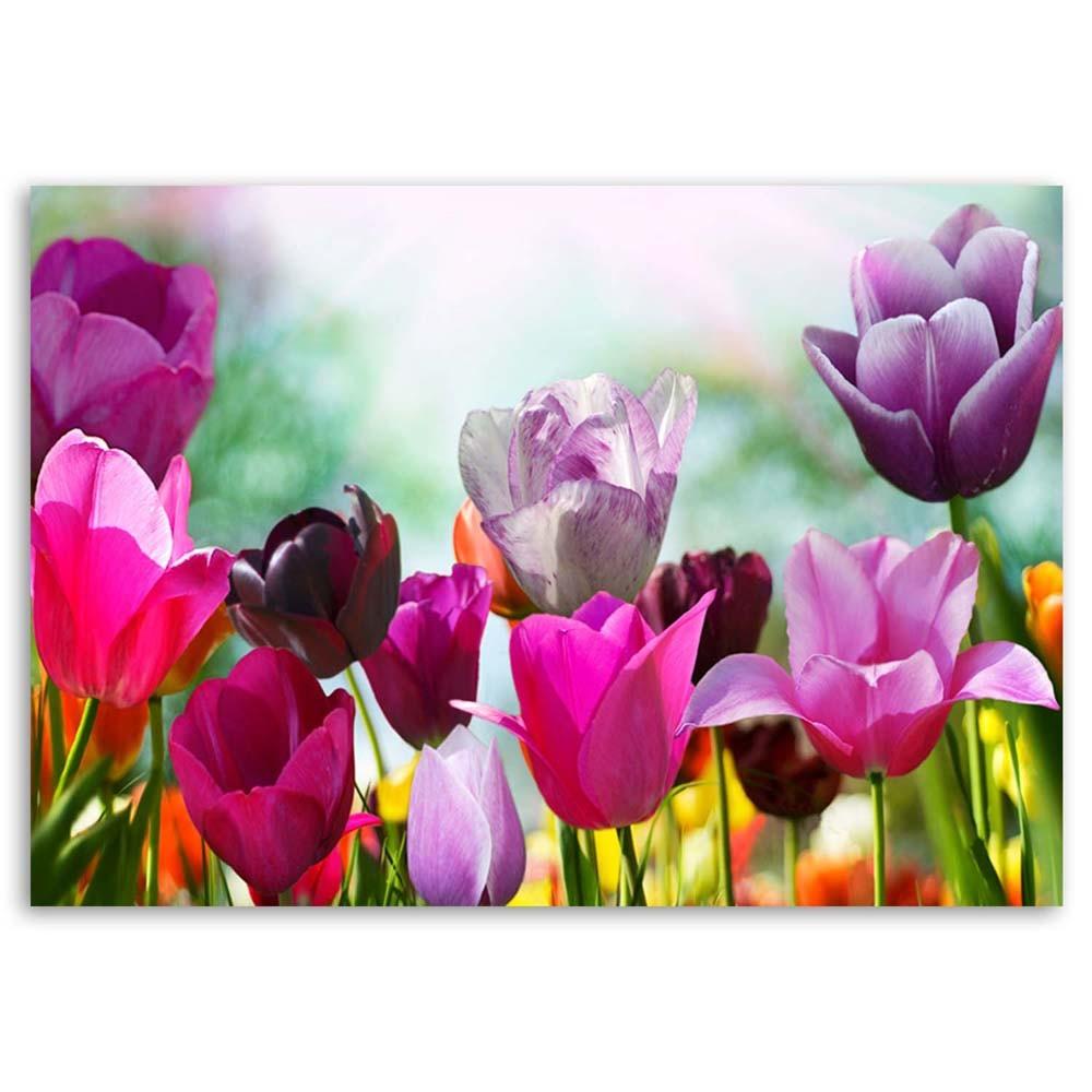 Canvas print, Coloured tulips on a meadow