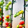 Adjustable Plant Clips - Reusable Garden Support For Flowers, Vines, Vegetables & Tomatoes - Durable Plastic, Essential Gardening Tools