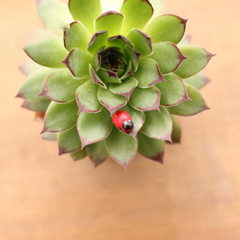 Micro Landscape Ornaments: Wooden Beetle & Ladybug DIY Set for Fish Tanks