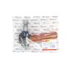 Angle ball joint II threaded with adjusting nut Ursus C-360 9010200 Premium ANDORIA