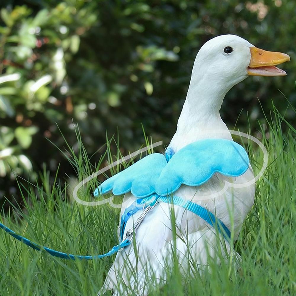 Angel Pet, Шлейка-поводок Callduck, подходит для кошек, кроликов, уток-подcall, домашних кур, черепах, шлейка для мелких животных, подарок