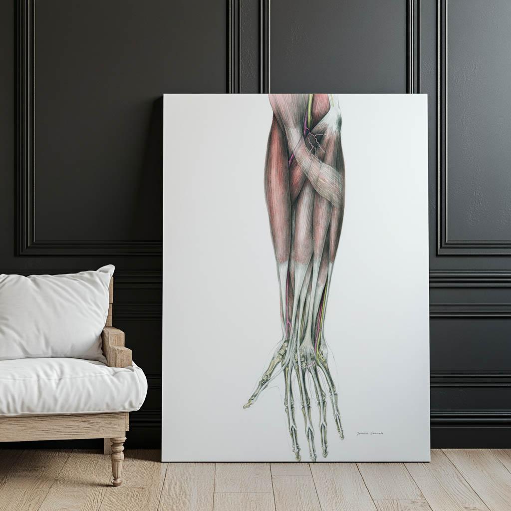 Forearm - Anatomical Poster Forearm - Anatomical Poster, 40X50 Cm, Unframed, Matte Paper 230 Gsm