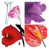 Flower Wall Decal Removable Peel And Stick PVC Stickers Colorful Rose/Morning Glory Floral Wall Murals Decor for Bedroom Living Room Nursery
